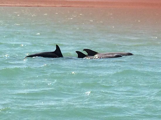 Sea Life Center Dolphin Educational Boat Tours